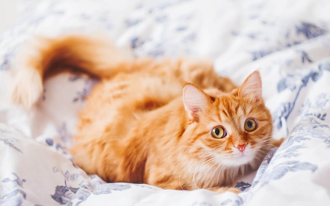 Ginger Cat Appreciation Day | Days Of The Year