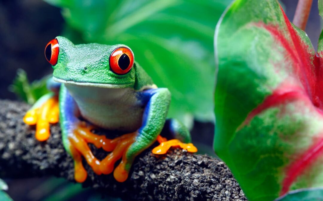 National Wildlife Day | Days Of The Year